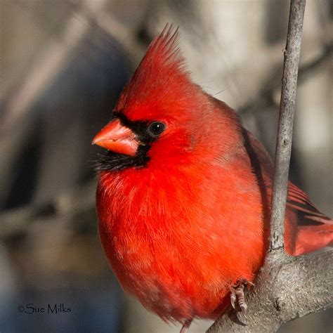 Northern Cardinal Cardinalis Cardinalis Cardinalis 201 Flickr