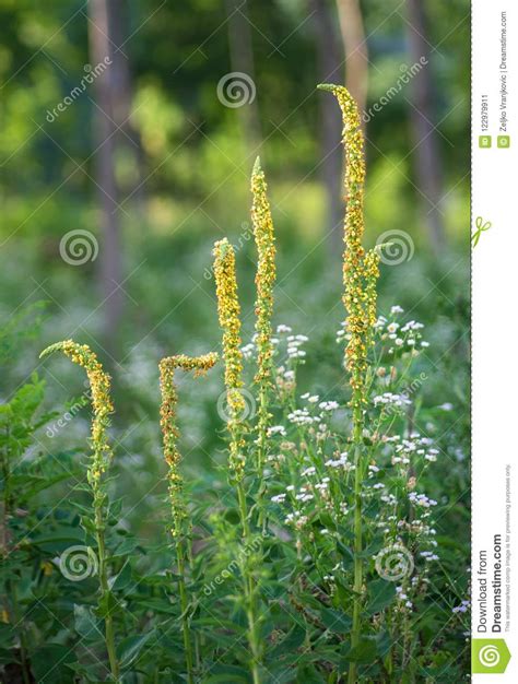 Plantas Selvagens Que Florescem As Flores Amarelas Na Floresta