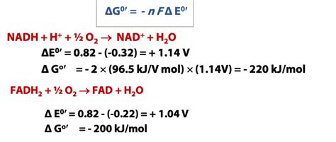 Oxidative Phosphorylation The Electron Transport Chain Bioc 2580 Introduction To Biochemistry