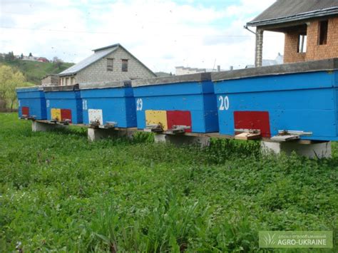 Продам пчелопакеты, купить пчелопакеты, Закарпатская обл — Agro-Ukraine