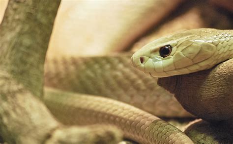 Snake Wildlife Reptile - Free photo on Pixabay
