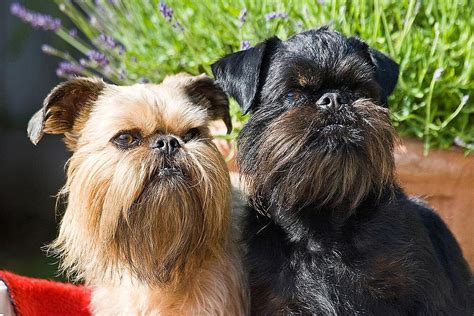 Brussels Griffon Dog Breed Profile