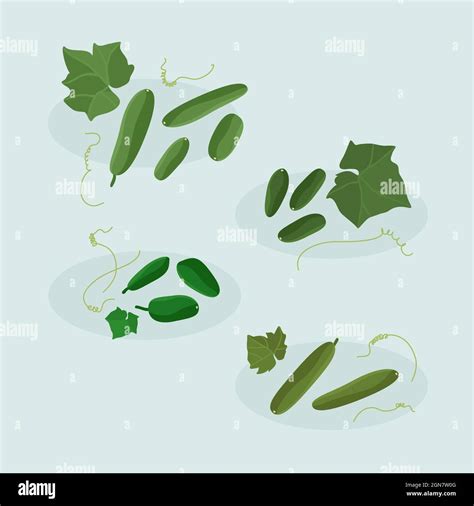 Cucumbers Vector Illustration Stock Vector Image And Art Alamy