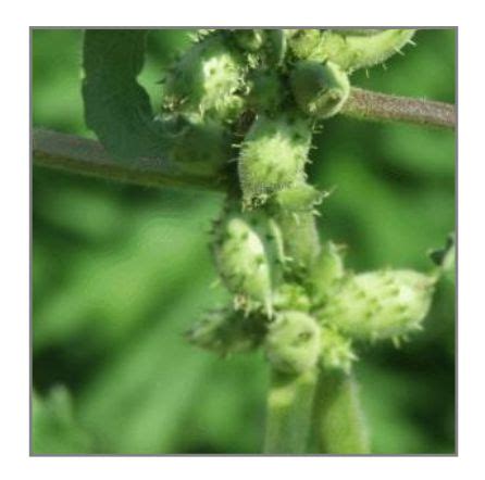 Cocklebur Seeds – Australian Gardener