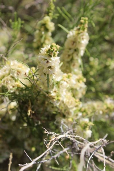 The Anza Borrego Desert State Park in Flowers | Crumbs on Travel