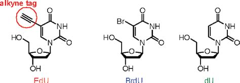 Imaging Of EdU An Alkyne Tagged Cell Proliferation Probe By Raman