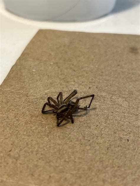 house spider? looks like a wolf spider but i have no idea : r/whatsthisbug