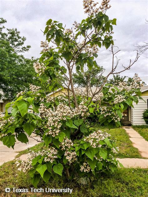 Northern Catalpa Woody Plant Finder Comprehensive Landscape Plant