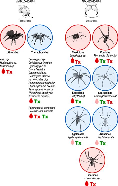 Pain-related spider species. Mygalomorph and araneomorph spiders are ...