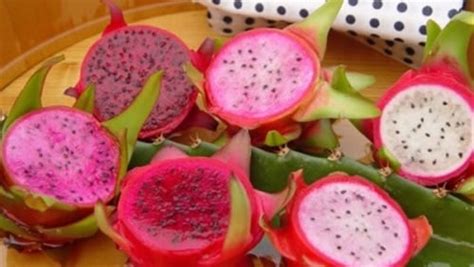 Dragon Fruit Farming Information Guide Asia Farming