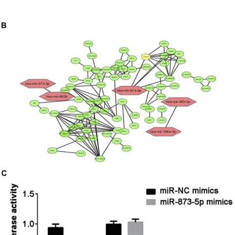 Cxcl Is A Target Gene Of Mir P A The Complementary Sequences