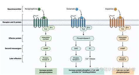 综述｜gpcr药物发现全程攻略 知乎