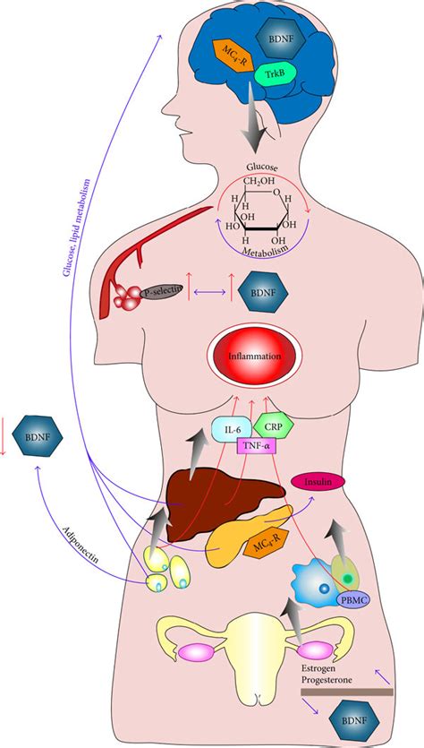 Brain Derived Neurotrophic Factor Bdnf And Its Role On Glucose