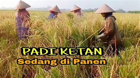 Panen Padi Ketan Menggunakan Mesin Tleser Perontok Padi Sederhana Youtube