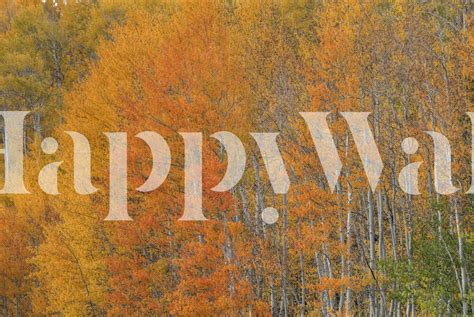 Orange Pop Wallpaper Buy Online Happywall