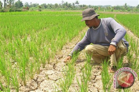 Ratusan Hektare Sawah Kekeringan Petani Mukomuko Harapkan Bantuan