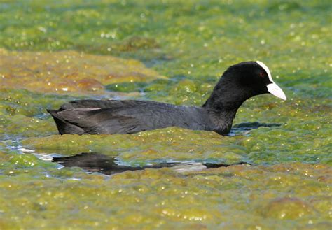 Birds of Ukraine