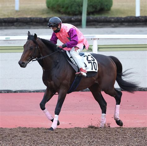 水曜阪神競馬場の注目激走馬阪神11rベテルギウスステークス（l） Umatoku 馬トク