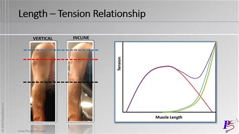 Length Tension Relationship Video 2 6 PhysioStasis YouTube