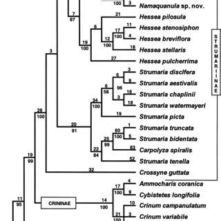 Phylogenetic Tree Derived From Cladistic Analyses Of Nuclear Ribosomal