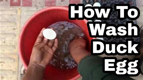 How To Wash Duck Egg Youtube
