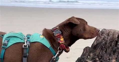 Découvrez la réaction incroyable de ce chien face à la mer vous n