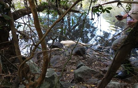 Ca Ador Autoridades Ambientais Apuram Mortandade De Peixes No Rio Do