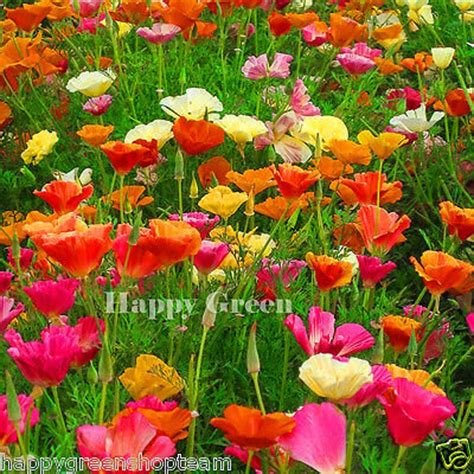 California Poppy Mix 2100 Seeds Eschscholzia Californica Etsy Uk