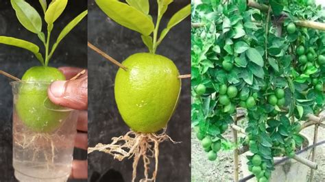 Propagate Lemon Tree From Lemon With Water How To Grow Lemon Tree