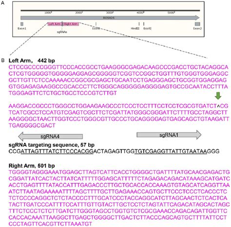 Homology Arms And SgRNAs Targeting To Human ROSA26 Locus A Schematic