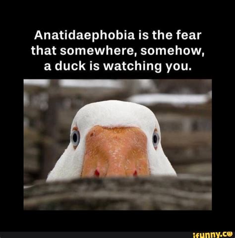 Anatidaephobia Is The Fear That Somewhere Somehow A Duck Is Watching You Ifunny