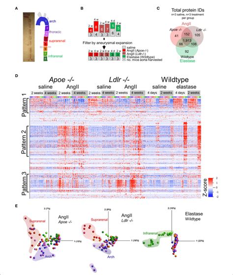 Figure Proteomic Profiling Of Three Aaa Models A Gross Image Of