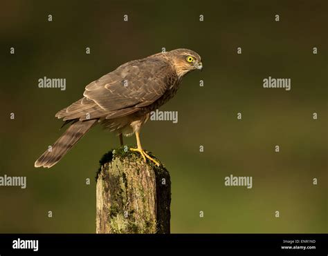 Juvenile Eurasian Sparrowhawk Accipiter Nisus Perching On The Post In