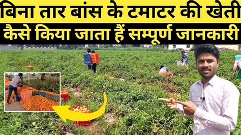 बिना तार बांस के टमाटर की खेती कैसे की जाती हैं Tomato Farming In Summer Tamatar Ki Kheti