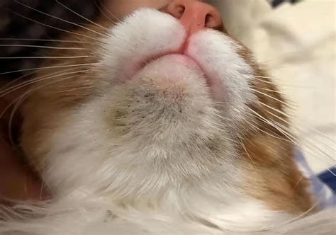Prevention And Treatment Methods For Feline Chin Acne Kaipet