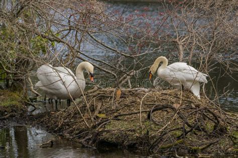 A White Swan Couple on Huge Nest. Stock Photo - Image of huge, gardens ...