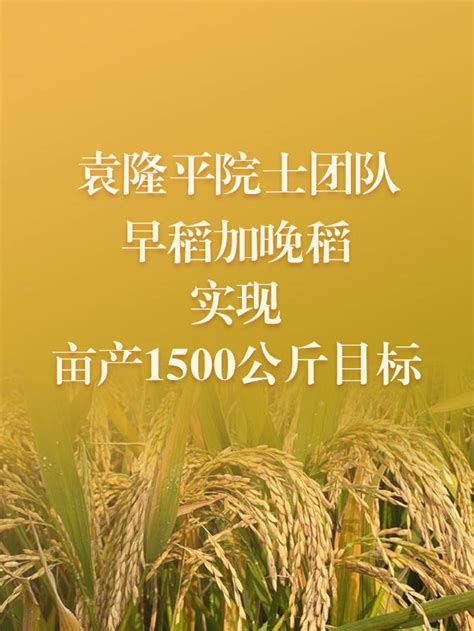 破纪录！袁隆平团队双季稻亩产超1500公斤