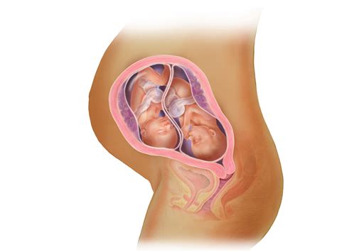 Twins In The Womb Week By Week Fetal Development And More BabyCenter