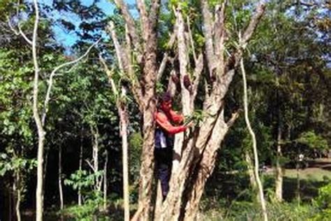 Pohon Pohon Di Hutan Gunung Tidar Mulai Ditempeli Anggrek