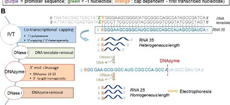 Figure From Preparation Of Rnas With Non Canonical Ends Using