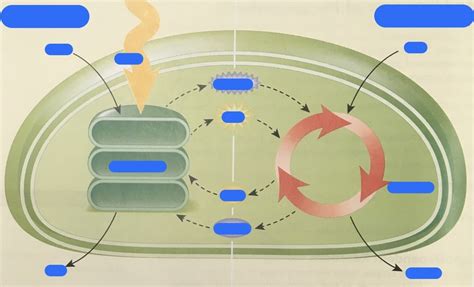 Photosynthesis Diagram Diagram | Quizlet