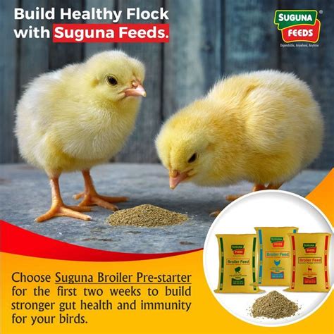 Suguna Feeds Chickens Backyard Poultry Feed Backyard Flocks