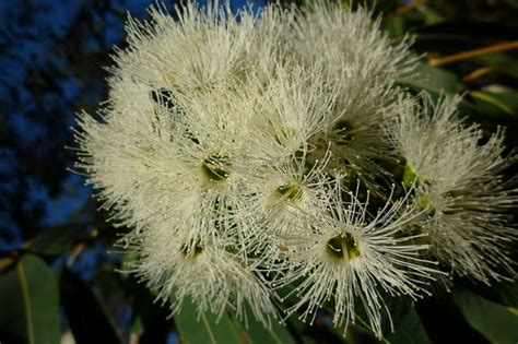 Eucalyptus Globulus Qué Es Características Hábitat Importancia Y Usos