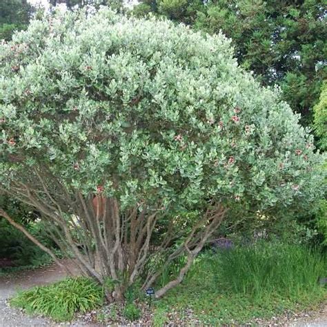 Acca Sellowiana Feijoa Future Forests