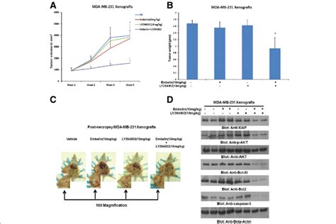 Embelinly294002 Combination Inhibits Growth Of Mda Mb 231 Xenografts