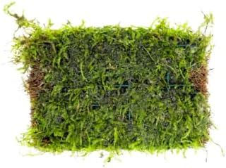 Amazon Mainam Java Moss Vesicularia Dubyana Mats Us Nursery Live