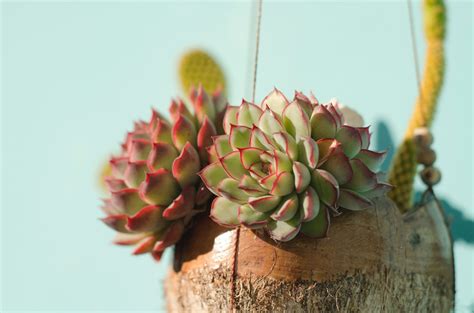 Echeveria Sukkulenten Wissen