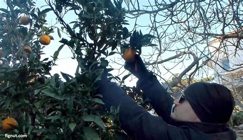 Harvesting Oranges How And When To Harvest Oranges Fignut