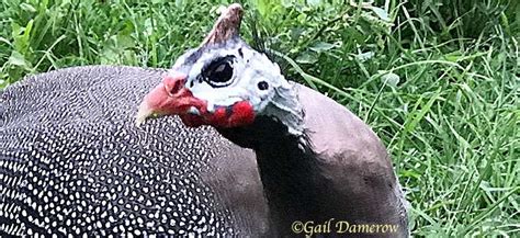 How To Sex Guinea Fowl — Gail Damerows Blog