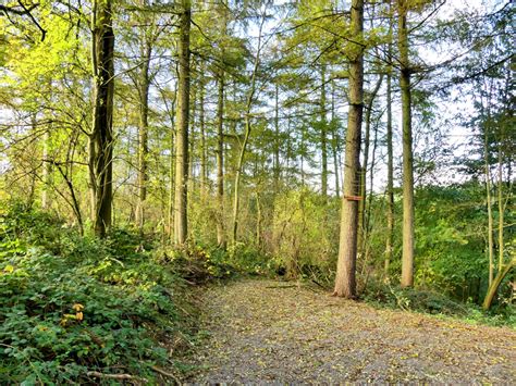 Woodland For Sale Bullhead Wood A Secluded Larch And Mixed Species